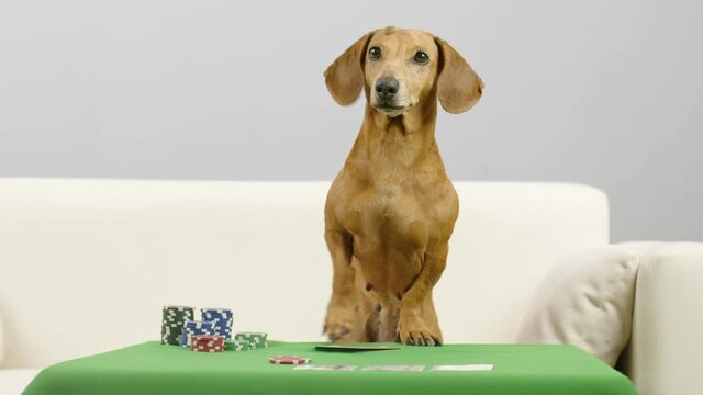 A smart dachshund is sitting on a poker table. The dog plays with chips.