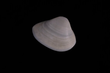 shell clam sea sea seafood on black background close-up