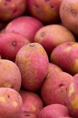 Pile of fresh mangos.