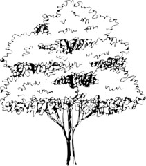 illustration tree sketch icon