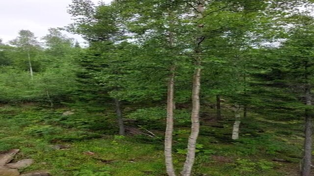 Video of mixed woodland birch, spruce, cedar trees in summer
