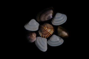 shell clam sea sea seafood on black background close-up