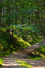 Spring Green Forest, Magnificent sunrise in the forest, The sun's rays pass through the Charming and Powerful trees