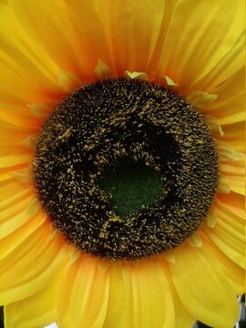 sunflower blooming close up 