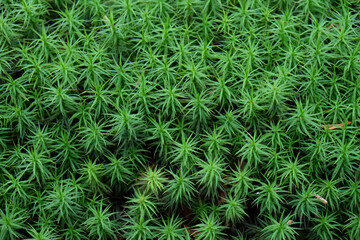 green moss background