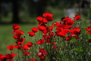 red poppies in the field in spring time