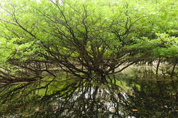 Reflection of the tree o. The river in the forest