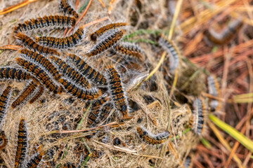 Close up of Pine processionary caterpillars (Thaumetopoea pityocampa). Bunch of caterpillars in the woods..

Orugas procesionarias (Thaumetopoea pityocampa). Montón de orugas en el campo.