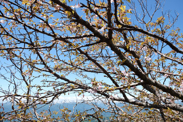 branches against sky