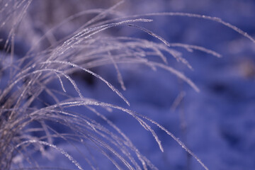 Trendy Color of the year 2022 Very Peri. Nature winter background. Winter landscape. Shiny frost on the grass in the snow. Grass covered with frost and snow drifts close-up. Frost macro. Frozen grass.