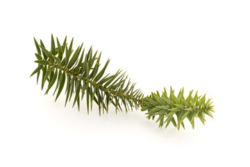 Brazilian pine twig isolated on white background. Araucaria angustifolia