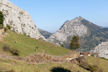 Mountains of Asturias, the council of Morcin