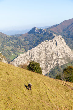 Mountains of Asturias, the council of Morcin