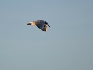 Möwe im Flug