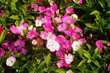 Carnation is very beautiful