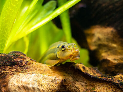 Macro close up of a Chinese Algae Eater (Gyrinocheilus aymonieri) in fish tank with blurred background