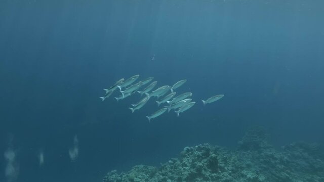 School of Striped Mullet - Mugil cephalus swims under surface of water in sun rays