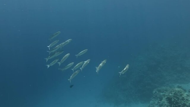 School of Striped Mullet - Mugil cephalus swims in the water in sun rays