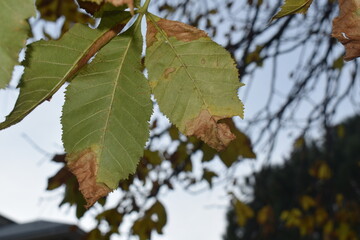 autumn leaves on a tree