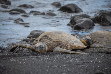Fotobehang Kemp's ridley sea turtle on the beach © Bryan Saldana/Wirestock