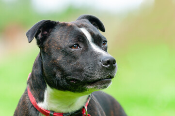 Close up shot of a beautiful Staffordshire bull terrier type dog, brindle coloured with red collar standing looking into distance outdoors.