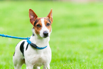 Pretty Jack Russel type dog on lead out for exercise on a summers day.