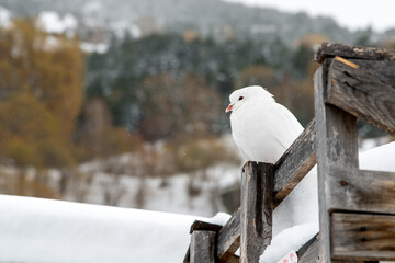 White dove under heavy snow