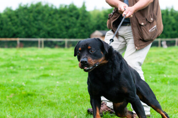 Whose walking who, large Rottweiler type dog drags his male owner across field whilst out for a walk in the Shropshire countryside.
