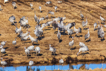 Cranes by a stream in a field