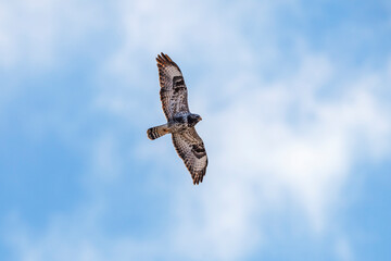 Rough-legged buzzard flying at the sky