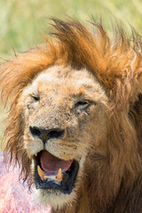 Male Lion showing his fangs