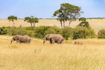 Savanna landscape with walking Elephants