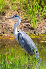 Black headed heron at a water pond in Masai mara national reserve