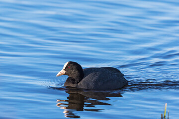 Coot swimming in the water