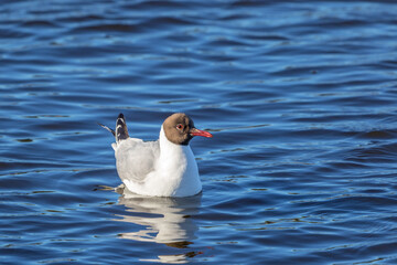 Black-headed gull swimming in the lake