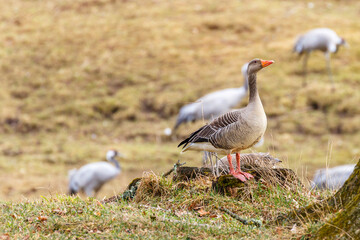 Greylag goose standing on a tree stump in a meadow
