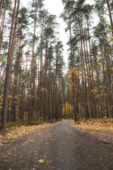 Obraz premium Small countryside asphalt road through forest in autumn.