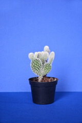 Bunny ears cactus