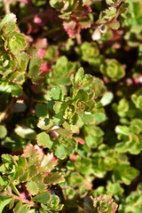 Naklejka premium Orange Stonecrop Weihenstephaner Gold