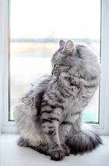 Striped cat sits on window sill near light window. cat washes licking wool on back and sticking tongue out. Stay home concept.