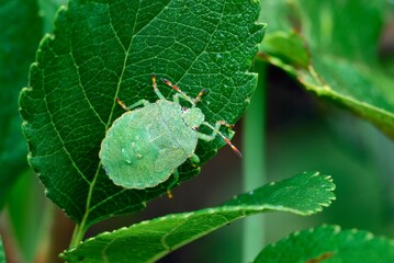 Green shield bug sitting on a leaf, closeup. In the morning dew. Genus species Palomena prasina.
