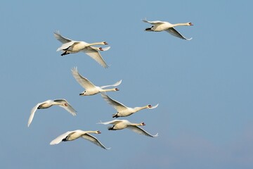 A flock of mute swans in fast flight. Flying with spread wings. Side view, closeup.  Genus species Cygnus olor.