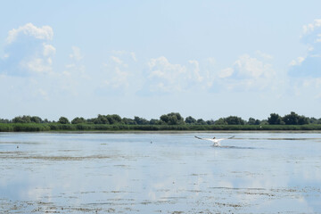 Lake view with birds flying, during a boat trip in the Danube Delta. Landscape with forest and reed in the back.iew with birds during a boat trip in the Danube Delta.