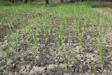 Green young garlic in the garden bed. Organically grown plantation of garlic in the vegetable garden. Selective focus.