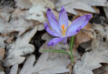 Close-up of a single of blooming crocus flowers in the forest. Purple crocus grows through dry brown leaves. The first flowers of spring
