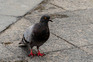 pigeon on the street