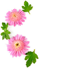 Chrysanthemum flowers isolated on white background Free space for text.