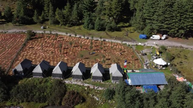 Annual harvesting process of Buckwheat in remote Himachal Village
