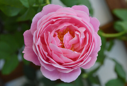 Macro photo of Soeur Emmanuelle Rose in background of dark green leaves