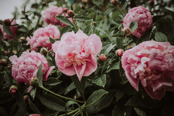 pink peonies flowers. Beautiful peony flowers blooming in the garden. fresh flower on the flowerbed.